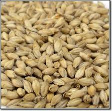 Raw barley (not malted)