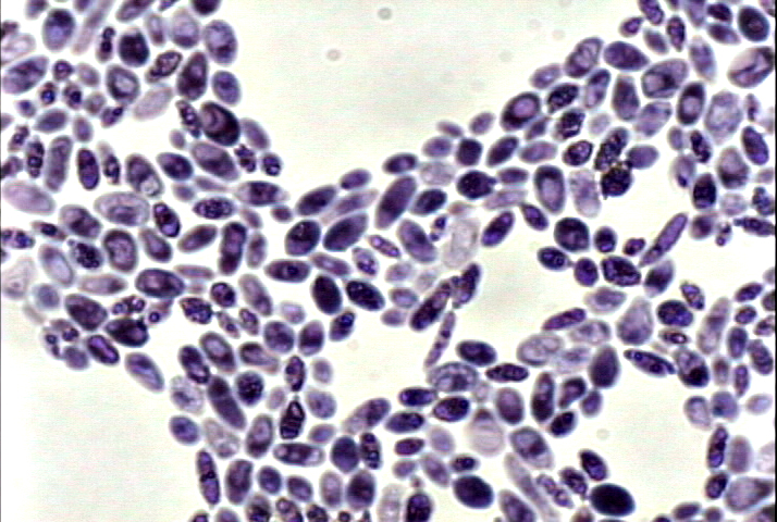 Yeasts for wine and alchohol mak