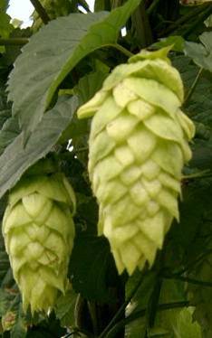 Fuggles hops 2022 crop