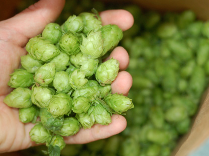 English hop variety Challenger 2021 crop