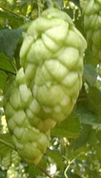 Nugget hops - 2022