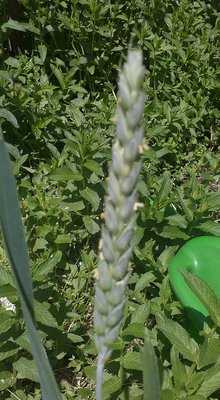 IMG_20170508_134832.jpg